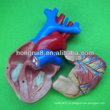 ISO tamanho da vida modelo do coração humano, modelo de coração educacional, modelo de coração anatômico
